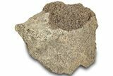 Dinosaur (Triceratops) Frill Shield Section - Montana #307061-1